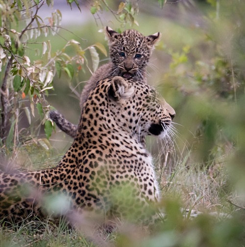 Safaris & Touren